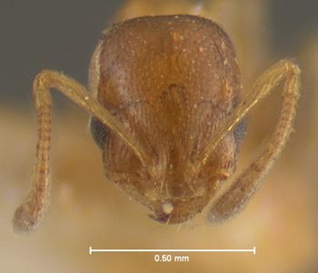 Media type: image; Entomology 20793   Aspect: head frontal view